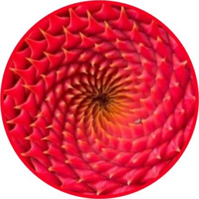 BromeliaMania