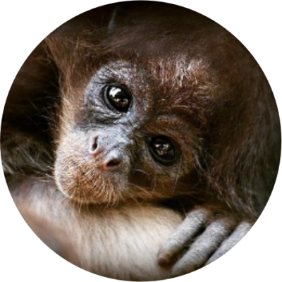 Proyecto Ateles